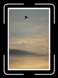 vol de stern 05 * 474 x 700 * (57KB)